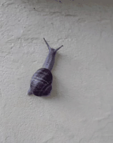 Snail In Backyard GIF