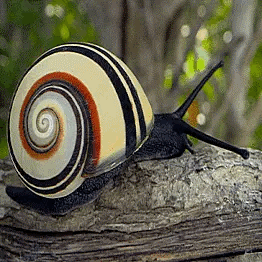 Snail Insect GIF
