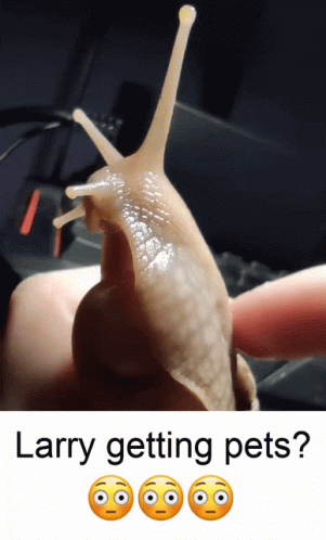 Snail Larrydasnail GIF