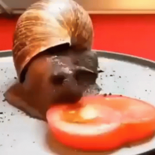 Snail Snipez Z 4 GIF