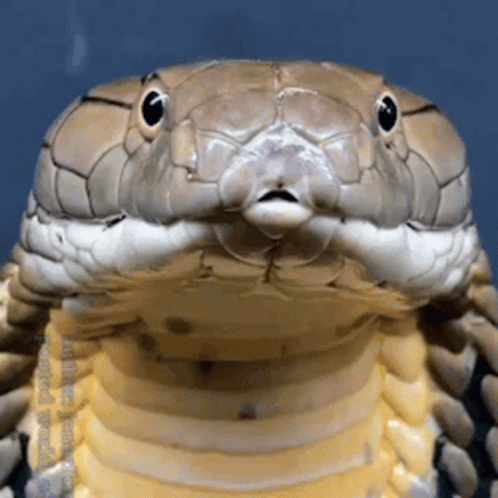 Snake Cobra GIF. This 498 x 498 animated GIF is part of our snake collection. Related themes include tongue. Created by masoncarr2244. View the original…