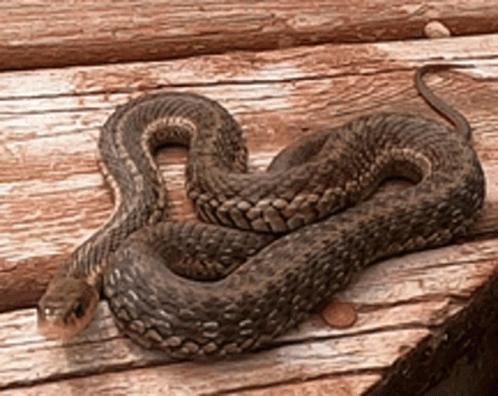 Snake Cute GIF. This 498 x 396 animated GIF is part of our im a snake collection. Related themes include cute, snake, tongue. Created by Keyanv3. View the…