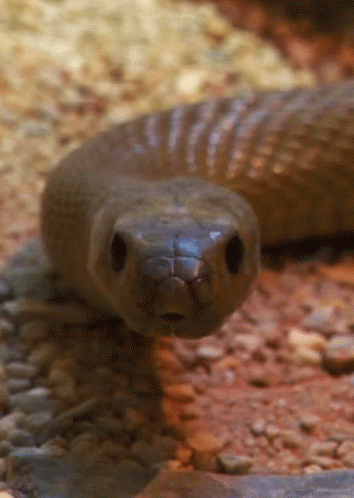 Snake From Http://Headlikeanorange.Tumblr.Com/ GIF. This 354 x 498 animated GIF is part of our im a snake collection. Related themes include snake. View the…