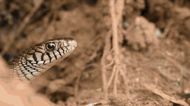 Snake Hide GIF