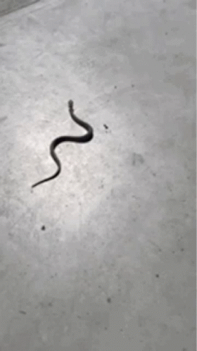 Snake GIF. This 280 x 498 animated GIF is part of our im a snake collection. Related themes include snake. Created by Skurdupel. View the original…