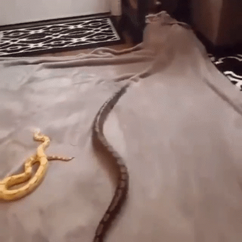 Snake Python GIF. This 498 x 498 animated GIF is part of our im a snake collection. Related themes include snake. Created by GoC_Discord. View the original…