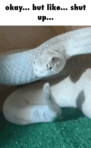 Snake Shhh GIF. This 306 x 498 animated GIF is part of our im a snake collection. Related themes include snake. Created by C0LOR. View the original…