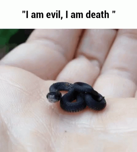 Snake Small Snake GIF. This 446 x 496 animated GIF is part of our im a snake collection. Related themes include snake. Created by worthlesswaffle. View the…