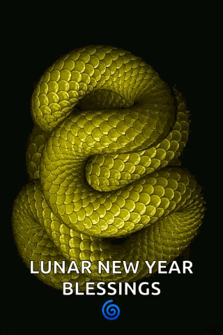 Snake Snakes GIF