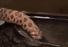 Snake Thirsty GIF. This 270 x 188 animated GIF is part of our im a snake collection. Related themes include cute, snake. Created by kingofchevron. View the…