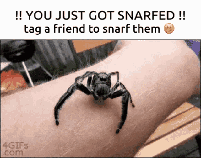 Snarf Spiter GIF