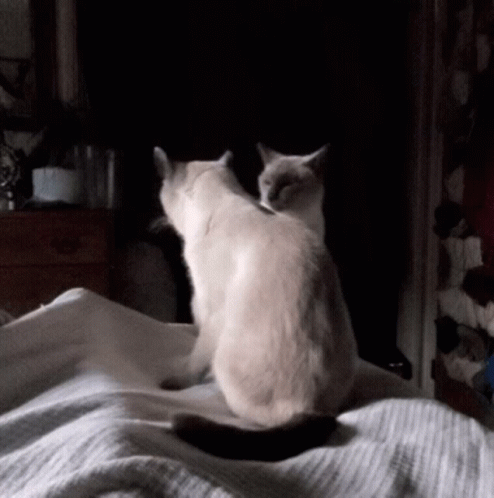 Sneak Attack GIF. This 494 x 498 animated GIF is part of our lady and the tramp siamese cats collection. Related themes include fighting. Created by Gxpaew…