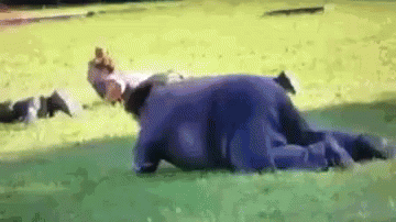 Sneak Crawling GIF. This 360 x 202 animated GIF is part of our sneaking up on someone collection. Created by nekiboris. View the original animation, share…
