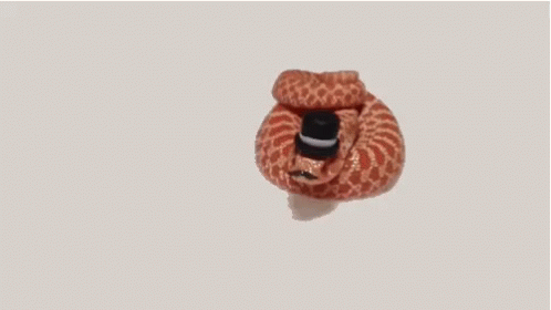 Snek Snake GIF. This 498 x 280 animated GIF is part of our im a snake collection. Related themes include please, snake. View the original animation, share…