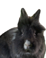 Sniff Peter Rabbit Sticker