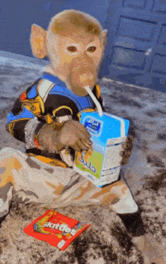 Sniffer Monkey GIF