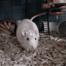 Sniffing Rat GIF