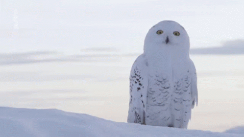 Snow Owl GIF