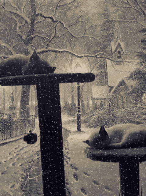 Snowshoecat Winter GIF