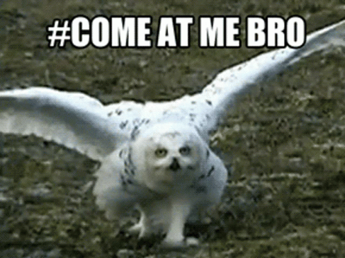 Snowy Owl Come At Me Bro GIF