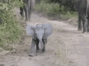 So Cute Aww GIF