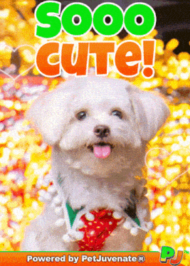 So Cute Pj Petjuvenate So Cute Images GIF