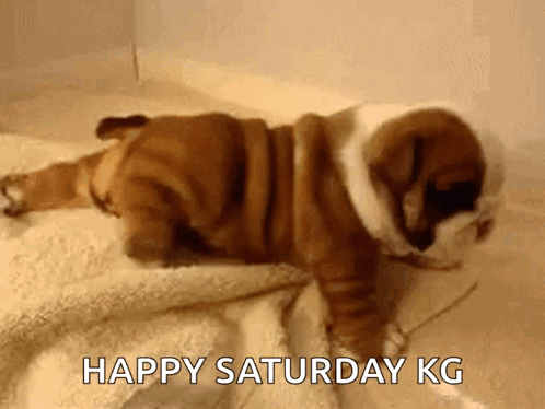 So Cute Puppy GIF