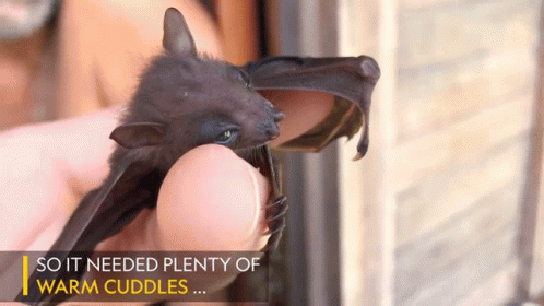 So It Needed Plenty Of Warm Cuddles Worlds Weirdest GIF