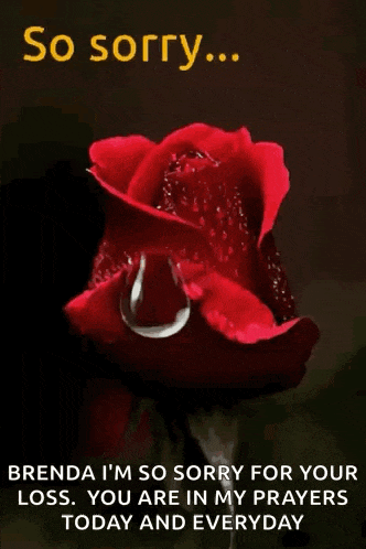 So Sorry Rose GIF