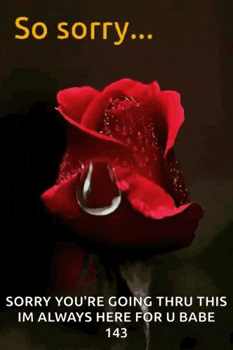 So Sorry Rose GIF