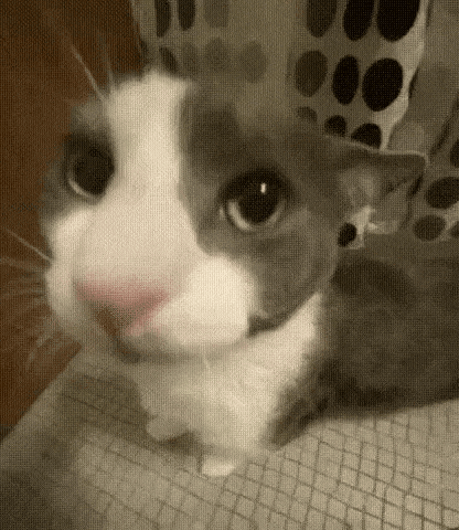 Soggy Cat Shark GIF
