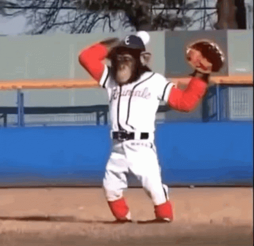 Soheb Monkey GIF