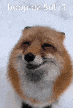 Sol Fox GIF