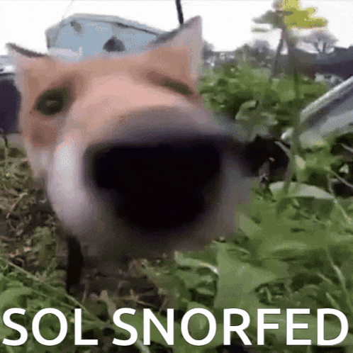 Sol Fox GIF