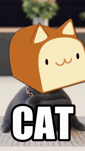 Solana Cat GIF