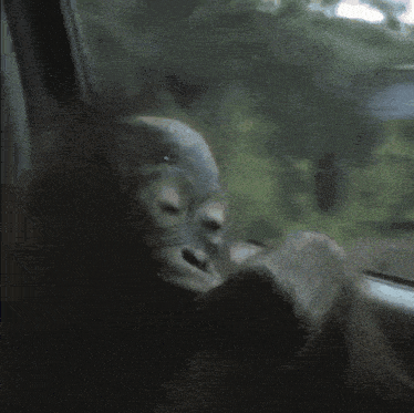 Solemn Monkey GIF