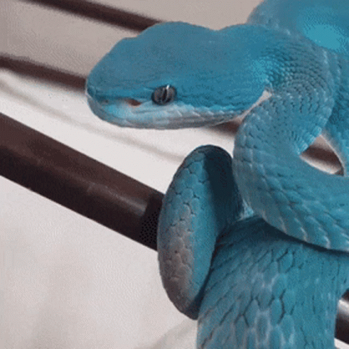 Solid Snake GIF. This 498 x 498 animated GIF is part of our im a snake collection. Related themes include snake. Created by VenoXReallife. View the original…