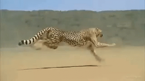 Somalia Sna GIF