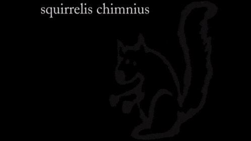 Something In The Walls Squirrels GIF