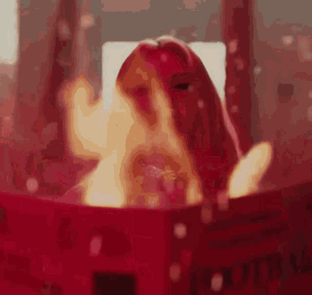 Somi Dumb Dumb Somi GIF
