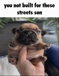 Son Streets Meme