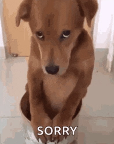 Sorry Dog Meme