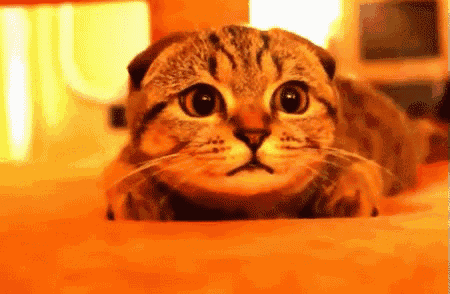 Sound GIF