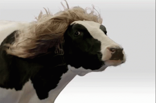 Spaghetti Agency Send The Cow GIF. This 498 x 329 animated GIF is part of our cow milk collection. Related themes include cow. Created by jodaphonic. View…