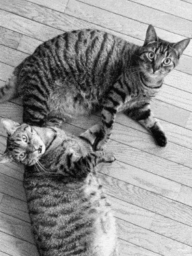 Spazcat Kissy GIF