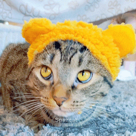Spazcat Nibby GIF