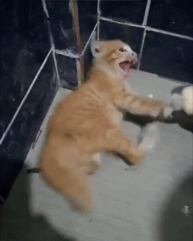 Spicy Kitten GIF