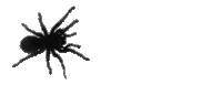 Spider Black Spider Sticker