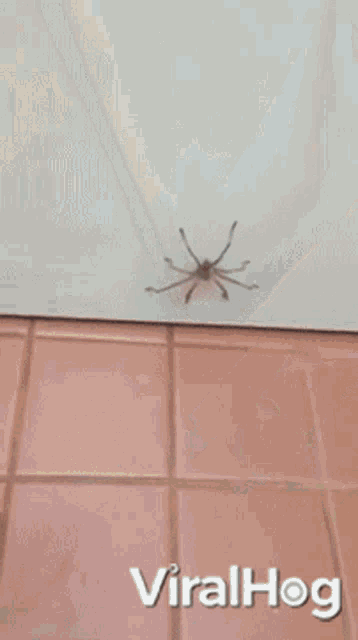 Spider Climb GIF