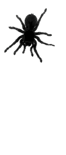 Spider Creepy GIF. This 214 x 498 animated GIF is part of our spider collection. Related themes include creepy. Created by bloobutterfly2023. View the…